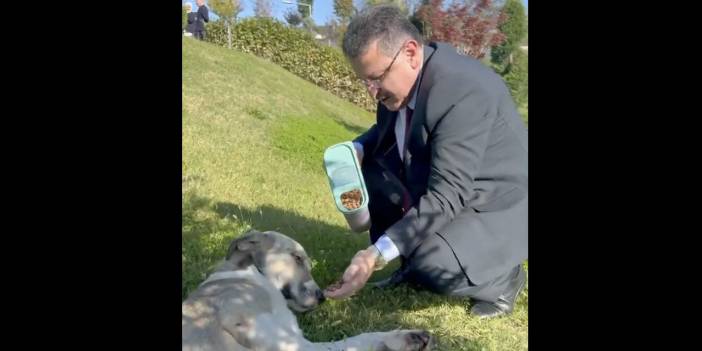 Sokak köpeklerini toplaması geren Trabzon Büyükşehir Belediye Başkanı onları eliyle besledi