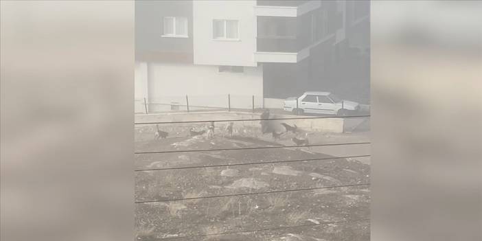 Köpeklerin saldırdığı hamile kadın, bebeğini kaybetme tehlikesi yaşıyor