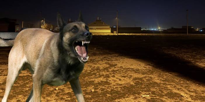 Çocuklarını köpeklere yediren Türkiye! 2 yaşındaki bebeği öldürdüler!