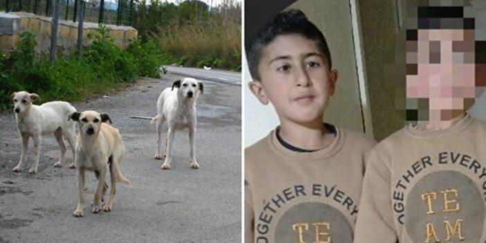 Köpek terörü Erzurum'da: 10 yaşındaki çocuk yoğun bakımda