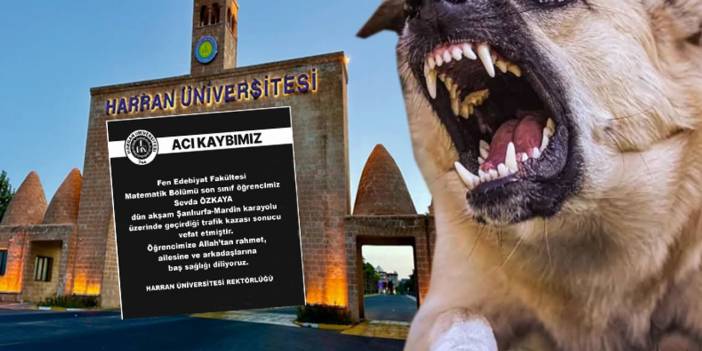 Köpek terörü Şanlıurfa'da: Üniversiteli öğrenci vefat etti