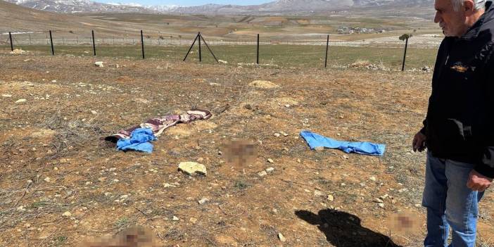 Köpek terörü Kayseri'de: 72 yaşındaki adamı parçaladılar