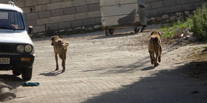 Yine köpek terörü: Çorum'da 5 yaşındaki çocuğa saldırdılar
