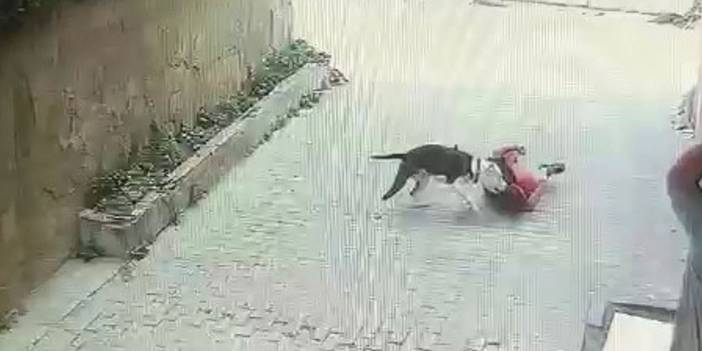 Köpek terörü İstanbul'da: Sokakta oynayan çocuğa pitbull saldırdı