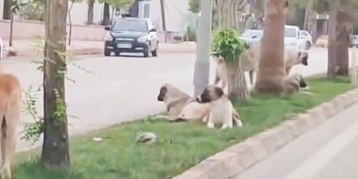 Hindistan'da inek, Türkiye'de köpek kutsal: Sokak köpekleri tehlike saçıyor!