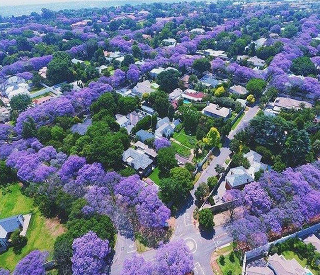 jacarandas.jpg