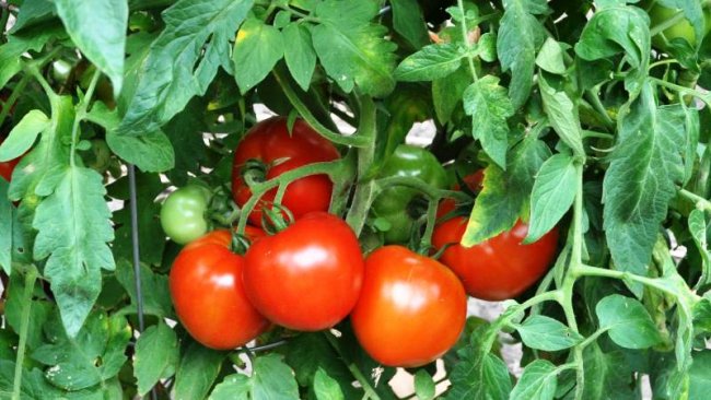domates1.jpg