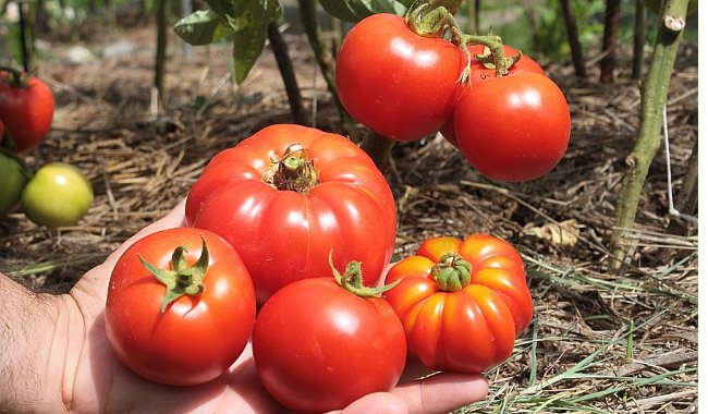 domates3.jpg