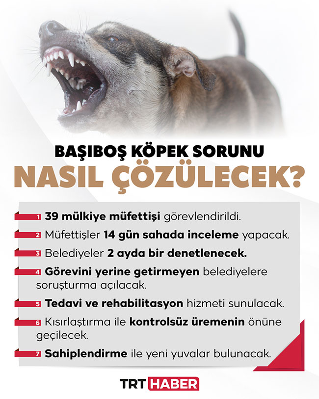 kopek.jpg