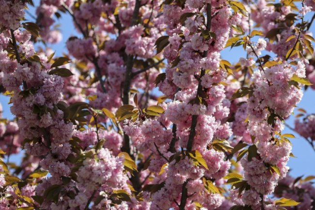 sakura1.jpg