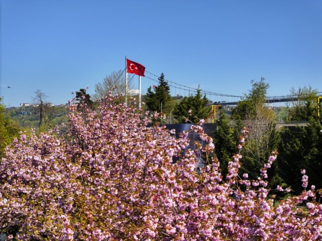 sakura2.jpg