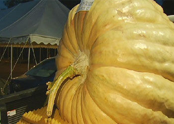 Dev kabağın an-be-an büyümesi