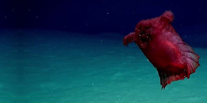 Subhanallah! Başsız tavuk canavarı ilk kez görüntülendi