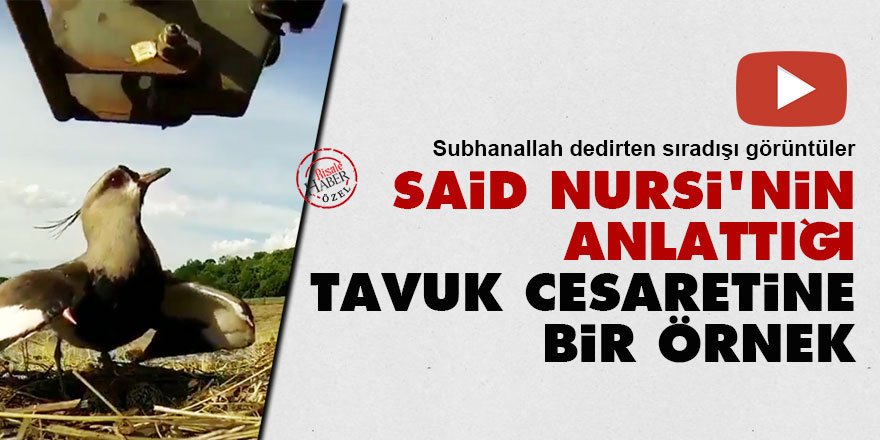 Said Nursi'nin anlattığı tavuk cesaretine bir örnek