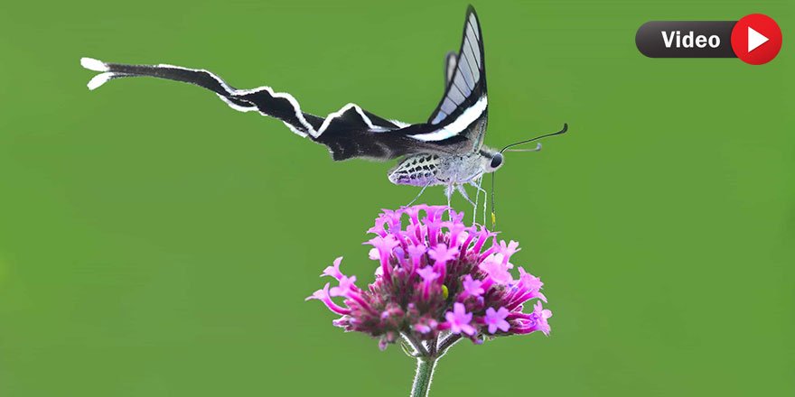 Cenab-ı Hakk'ın muhteşem sanatı: Dragontail kelebeği