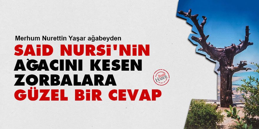 Said Nursi'nin ağacını kesen zorbalara güzel bir cevap